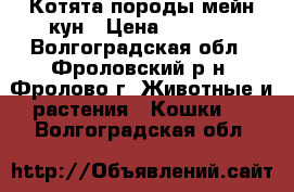 Котята породы мейн-кун › Цена ­ 3 000 - Волгоградская обл., Фроловский р-н, Фролово г. Животные и растения » Кошки   . Волгоградская обл.